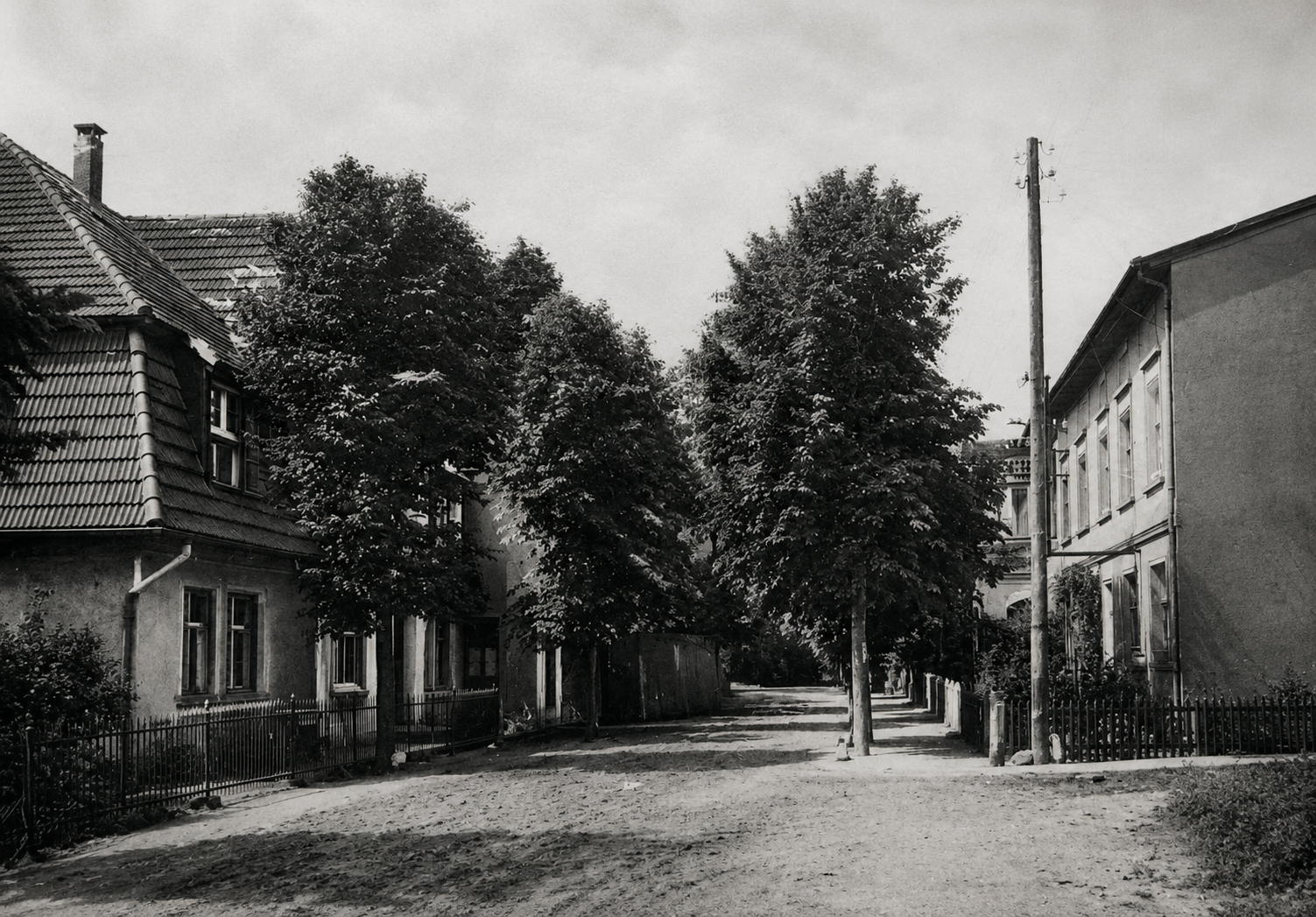 Sarbinowska ulica wysadzana drzewami